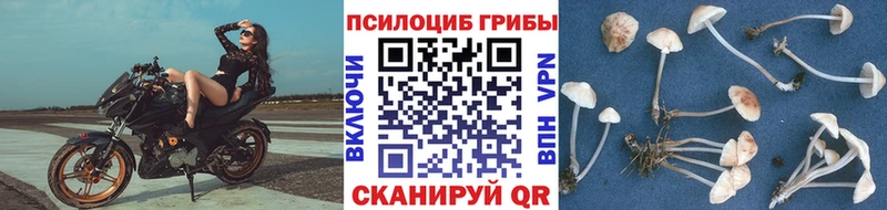 мориарти Telegram  Заводоуковск  Псилоцибиновые грибы Magic Shrooms 